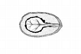   Embryo:     Ligustrum sinense ; Illustration by K. Parker, Kirkbride et al. (2006)
